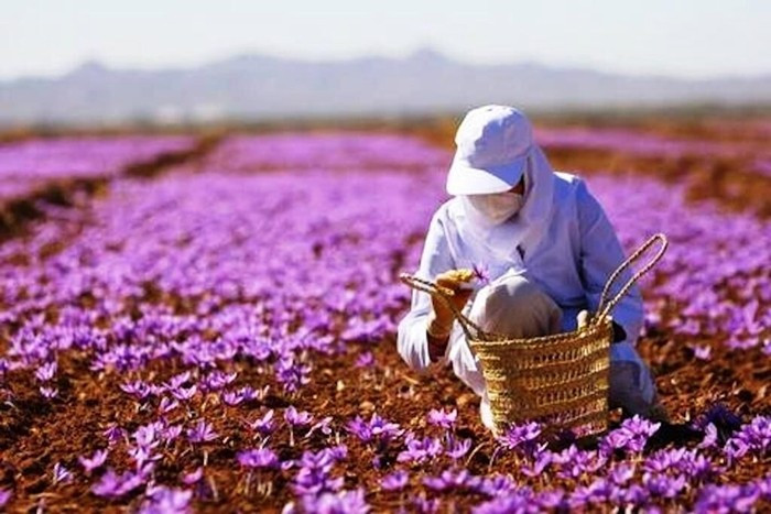 Saffron thường được gọi là “gia vị vàng” vì màu sắc đậm và giá trị cao. Ảnh: IRNA English