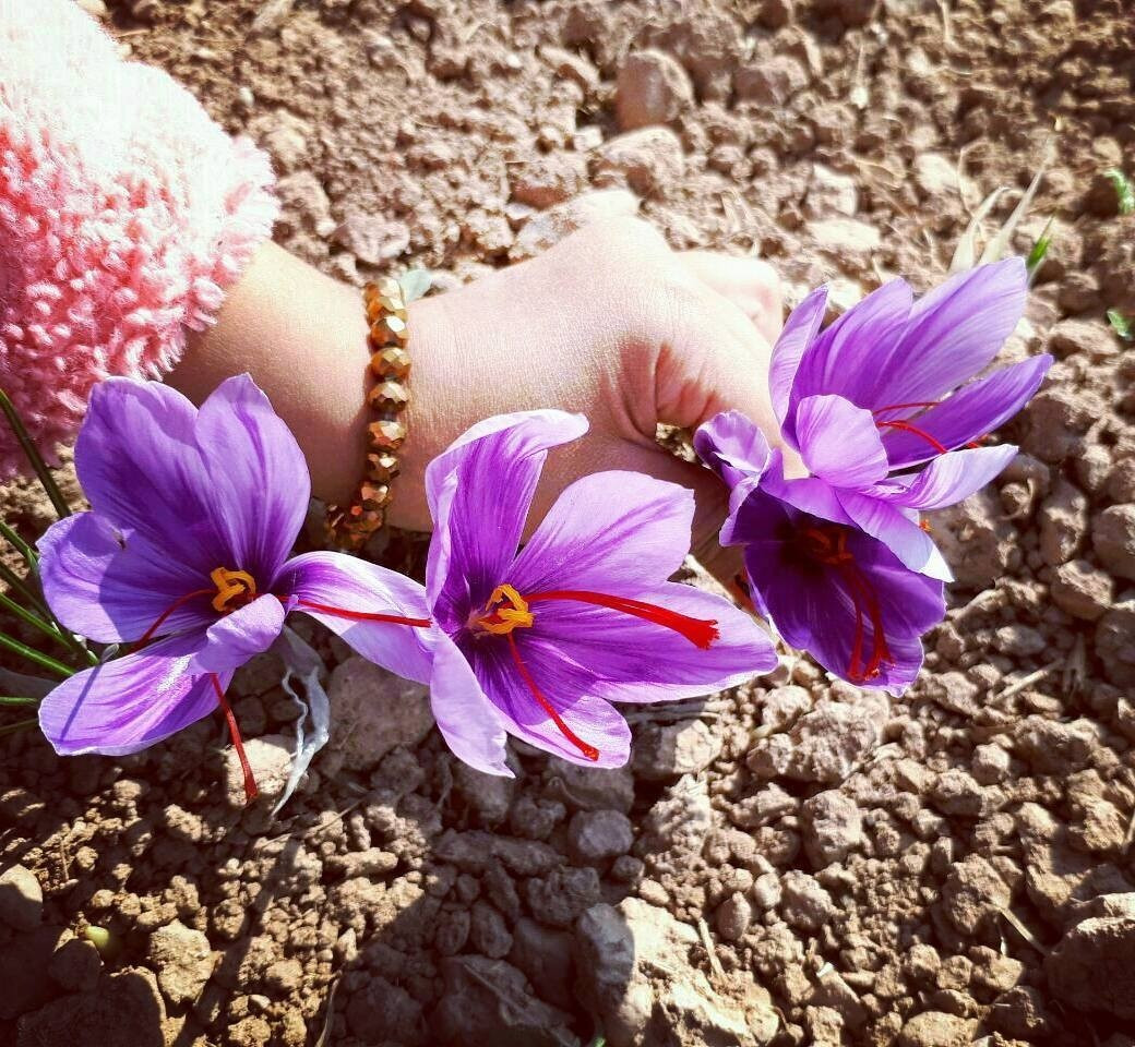 Các kiểm định quốc tế cho thấy, độ tinh khiết và nồng độ dưỡng chất của Saffron Iran luôn đứng đầu, vượt xa các đối thủ từ Tây Ban Nha và Ấn Độ. Ảnh: Friendlyiran