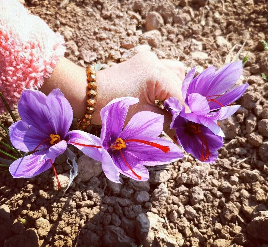 Các kiểm định quốc tế cho thấy, độ tinh khiết và nồng độ dưỡng chất của Saffron Iran luôn đứng đầu, vượt xa các đối thủ từ Tây Ban Nha và Ấn Độ. Ảnh: Friendlyiran