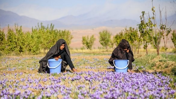Công việc thu hoạch phải bắt đầu từ lúc tờ mờ sáng. Người dân địa phương phải khom lưng hàng giờ liền trên cánh đồng để ngắt từng bông hoa bằng tay. Ảnh: News