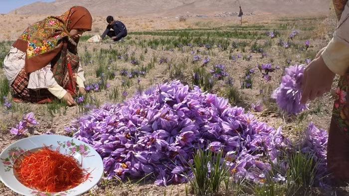Sau khi tách, nhụy hoa được sấy khô bằng kỹ thuật gia truyền nhằm đảm bảo giữ nguyên màu sắc và không bị nấm mốc. Ảnh: YouTube