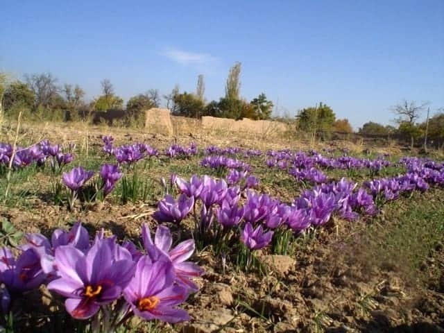 Bên cạnh đó, quy trình thu hoạch Saffron cũng là một thử thách với nhiều người. Hoa nghệ tây chỉ nở rộ khoảng hai tuần mỗi năm, thường là vào cuối tháng 10 hoặc đầu tháng 11. Ảnh: Saffron and More