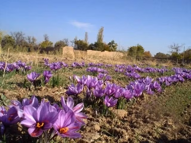 Bên cạnh đó, quy trình thu hoạch Saffron cũng là một thử thách với nhiều người. Hoa nghệ tây chỉ nở rộ khoảng hai tuần mỗi năm, thường là vào cuối tháng 10 hoặc đầu tháng 11. Ảnh: Saffron and More
