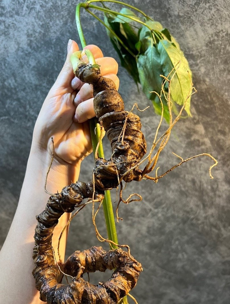 Theo một số tài liệu nghiên cứu, các bộ phận của cây sâm Lai Châu đều có thể dùng làm thuốc. Thân rễ thường được dùng làm thuốc bổ, cầm máu, chống stress...Ảnh: Laichau.gov