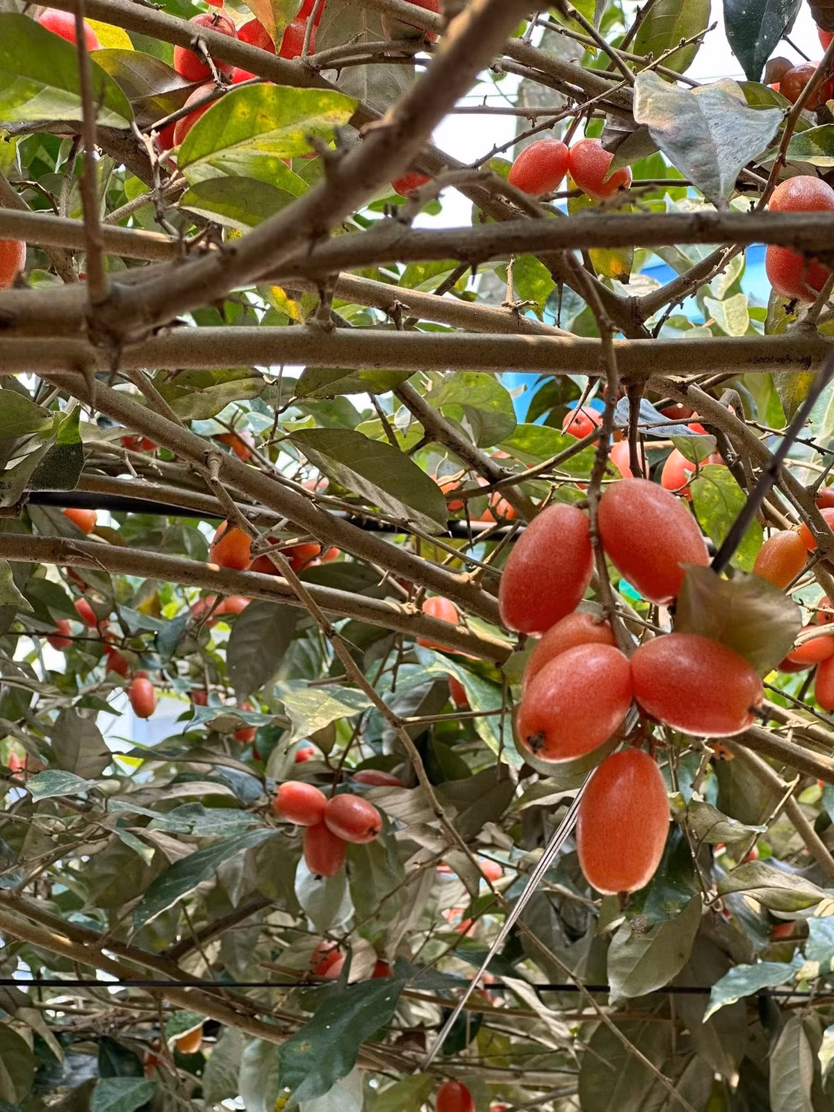 Mùa nhót đến, cây sai trĩu quả. Ảnh: FBNV