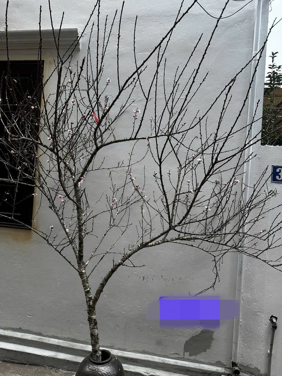 Đào rừng từ các tỉnh miền núi phía Bắc như Điện Biên, Lào Cai... cũng được bày bán nhiều tại Hà Nội. Ảnh: FB Anh Ba fruits hà nội