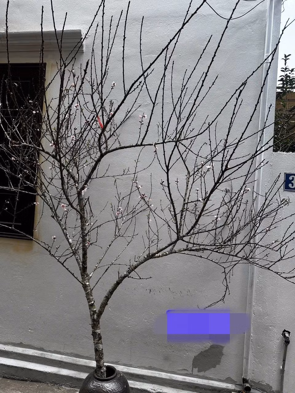 Đào rừng từ các tỉnh miền núi phía Bắc như Điện Biên, Lào Cai... cũng được bày bán nhiều tại Hà Nội. Ảnh: FB Anh Ba fruits hà nội