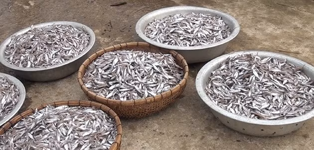 Để chế biến, người dân bỏ ruột, đầu và làm sạch ngay khi cá còn tươi. Ảnh: Báo Sơn La