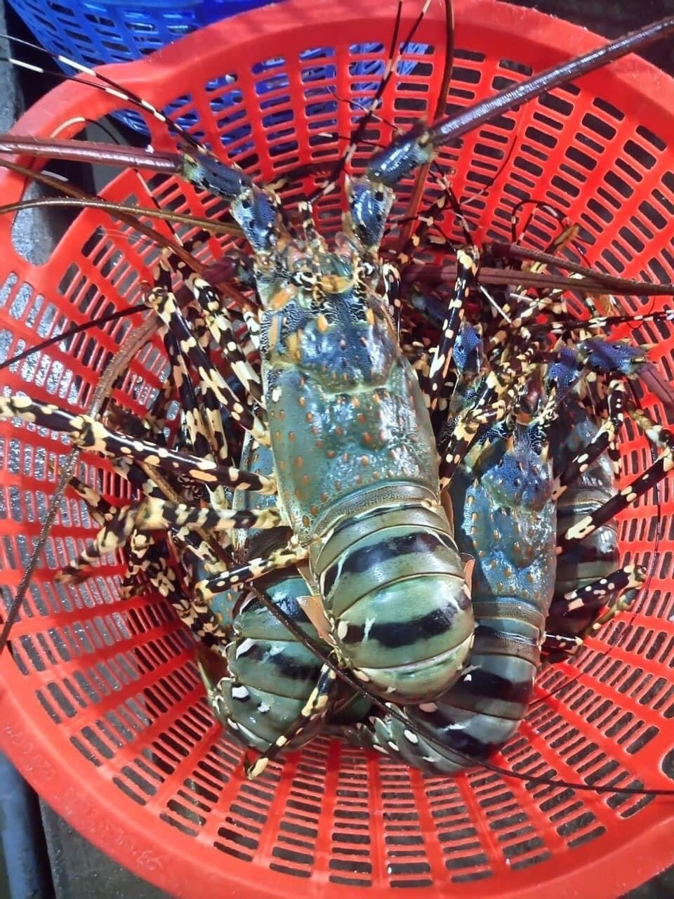 Giá tôm hùm bông tại TP HCM liên tục tăng từ đầu năm đến nay khi nguồn cung sụt giảm mạnh. Trước kia, tôm hùm bông loại 1 - 1,5kg giá từ 1,5-2 triệu đồng/kg. Ảnh: FB Nga Vũ Trần