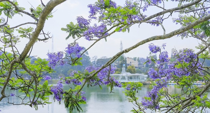 Không chỉ đẹp về hình thức, phượng tím còn được xem là loại cây có khả năng cân bằng năng lượng trong phong thủy. Ảnh: Vietnamnet