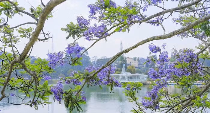 Không chỉ đẹp về hình thức, phượng tím còn được xem là loại cây có khả năng cân bằng năng lượng trong phong thủy. Ảnh: Vietnamnet