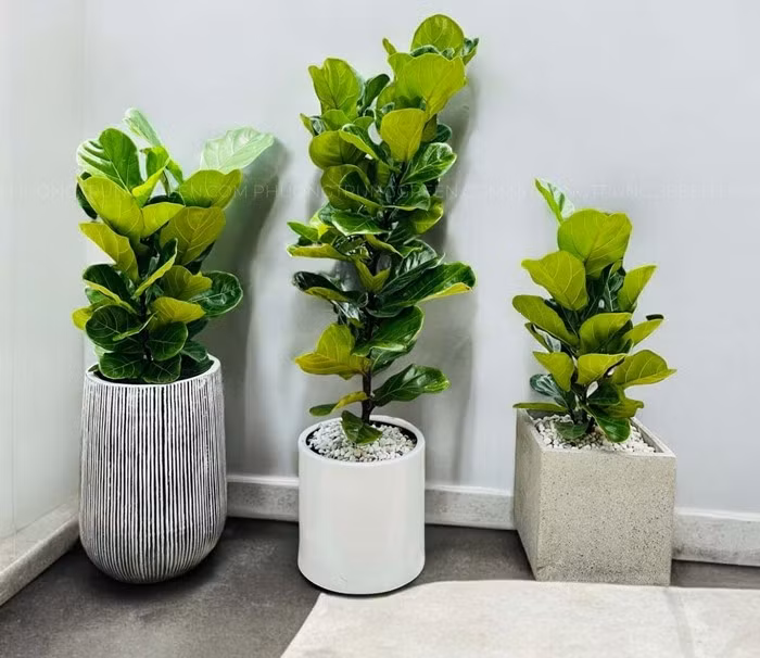 Bởi, đây là loại cây cần nhiều ánh sáng. Nếu phòng ngủ thiếu ánh sáng, cây có thể rụng lá. Ảnh: Phương Trung Green