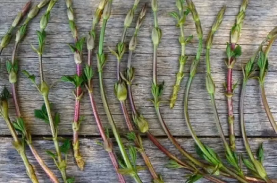Mùa vụ ngắn và độ hiếm đẩy giá chồi hoa bia tăng cao. Thêm nữa, các đầu bếp coi trọng hương vị đất, hơi đắng của chúng, giúp tăng thêm hương vị cho các món ăn ngon. Ảnh: Internet