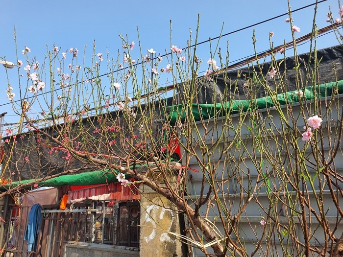 Gần 2 tháng nữa mới đến Tết Nguyên đán Bính Ngọ 2026, song nhiều loại hoa đã xuất hiện trên thị trường, phục vụ nhu cầu của người dân. Ảnh: Arttimes