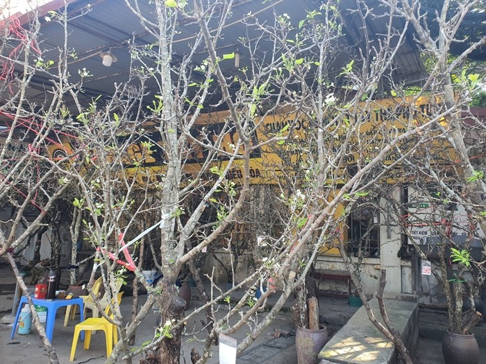 Hoa mận trắng tinh khôi, để được rất lâu nên thu hút đông đảo khách hàng. Ảnh: Arttimes