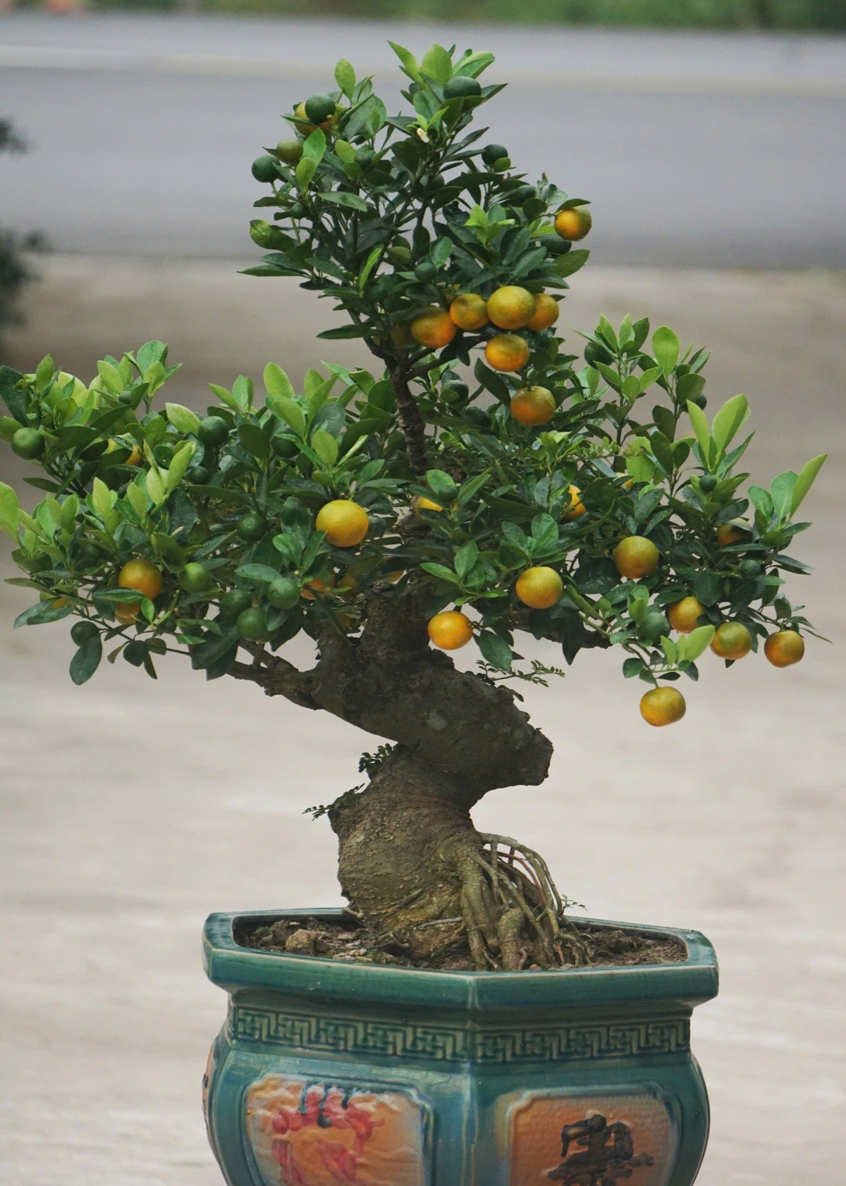 Nên bón phân hữu cơ định kỳ và tỉa cành sau mùa quả để cây duy trì dáng bonsai cân đối, khỏe mạnh. Ảnh: Facebook