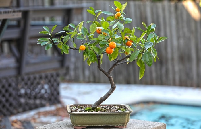 Cam vàng bonsai gây ấn tượng nhờ quả tròn mọng, vàng rực. Khi đặt ở bàn làm việc, kệ phòng khách hoặc ban công, cây tạo điểm nhấn nổi bật và mang ý nghĩa phong thủy về sự giàu sang, thịnh vượng. Ảnh: Reddit