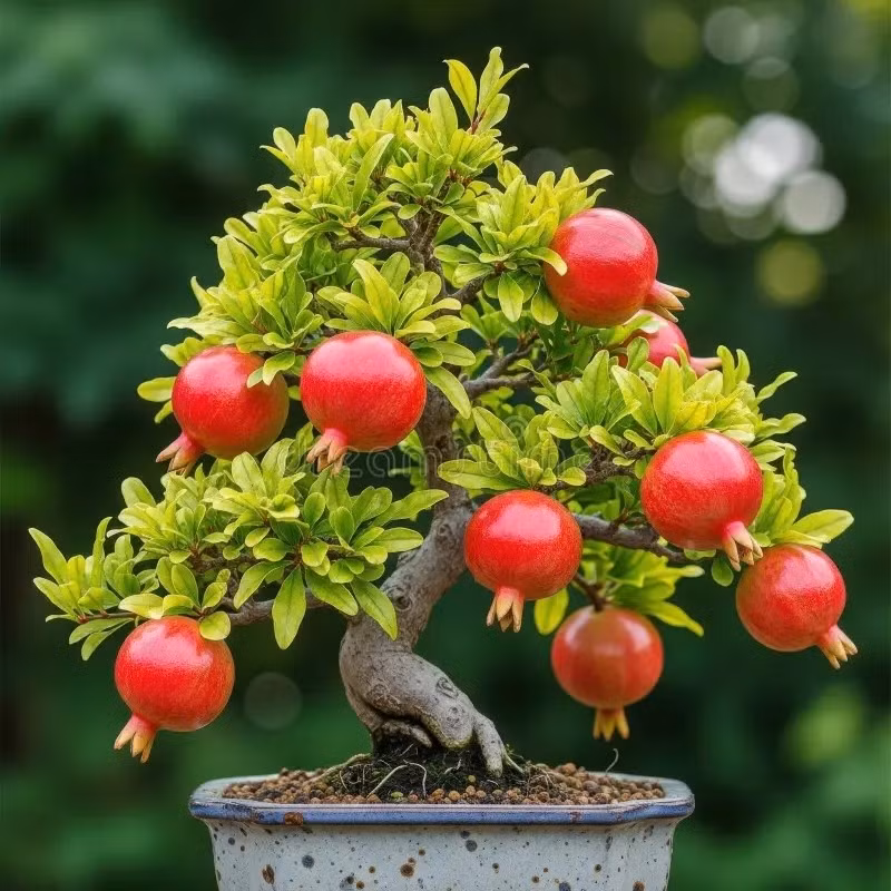 Khi được tạo dáng bonsai, cây lựu vừa mang giá trị thẩm mỹ vừa được xem là biểu tượng của sự đủ đầy và hạnh phúc. Ảnh: Dreamstime