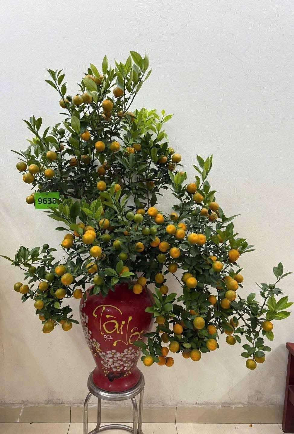 Một chậu quất bonsai đặt trên bàn làm việc, kệ phòng khách hoặc góc ban công giúp không gian thêm tươi và mang ý nghĩa về tài lộc và may mắn quanh năm. Ảnh: Facebook