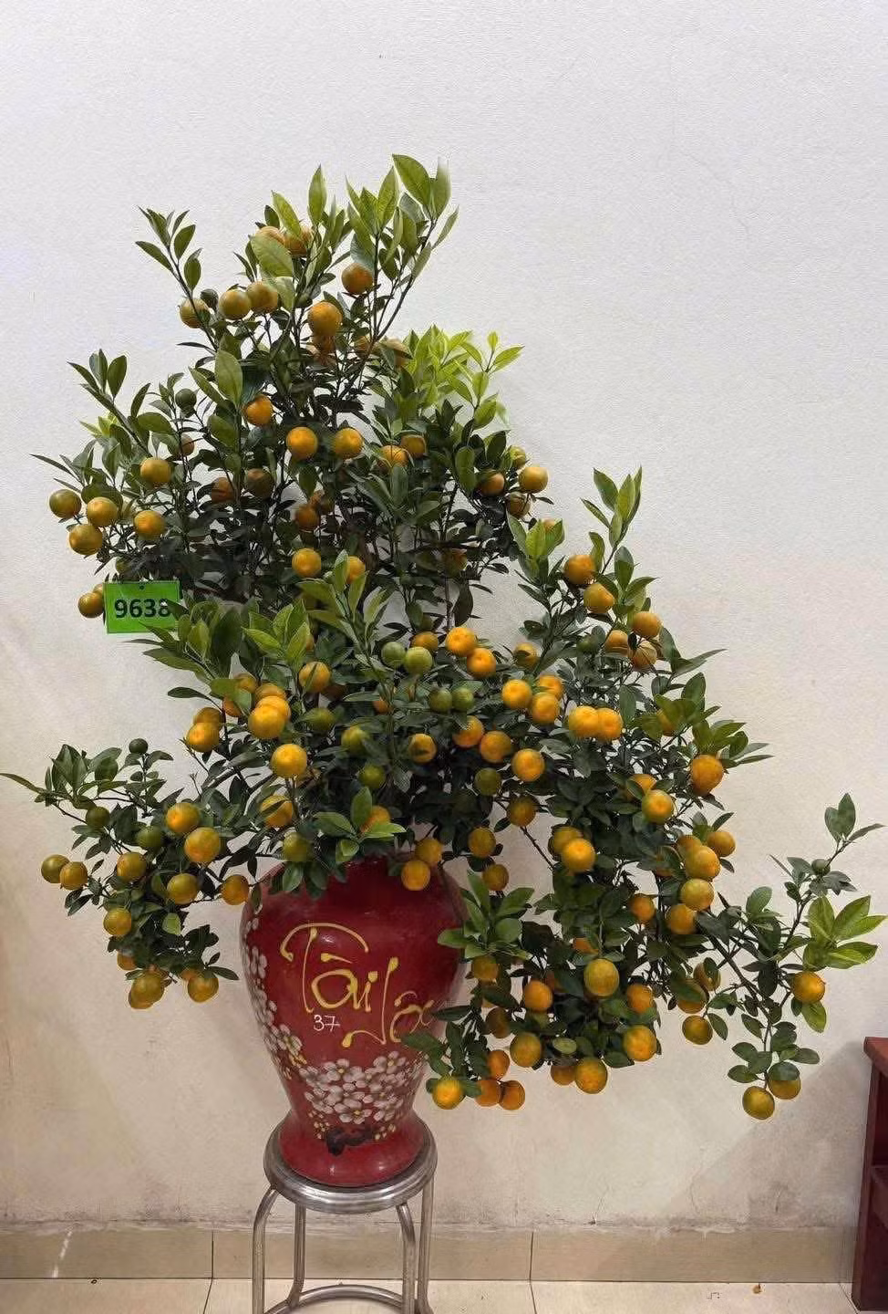 Một chậu quất bonsai đặt trên bàn làm việc, kệ phòng khách hoặc góc ban công giúp không gian thêm tươi và mang ý nghĩa về tài lộc và may mắn quanh năm. Ảnh: Facebook