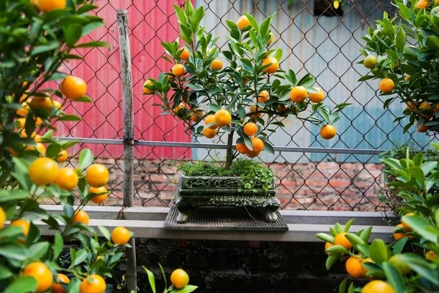 Quất bonsai là biểu tượng của phúc lộc và thịnh vượng. Ảnh: Người lao động