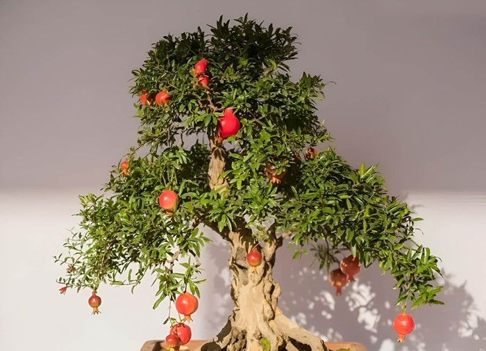 Lựu bonsai cho hoa đỏ rực và những quả tròn căng mọng. Ảnh: Baidu