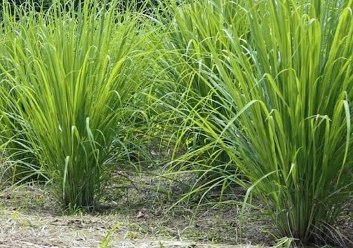 Sả được coi là “khắc tinh” của nhiều loài côn trùng và bò sát, trong đó có rắn. Tinh dầu trong sả có mùi hương mạnh, khiến rắn khó chịu và thường tránh xa khu vực trồng sả. Ảnh: Internet