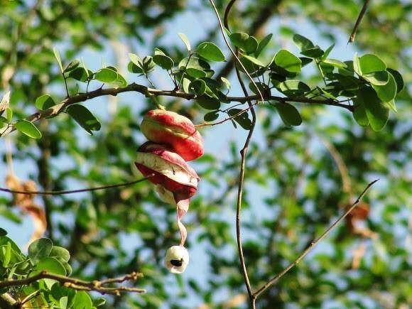 Tuy nhiên, với nhiều người sống ở thành phố, me keo là cái tên xa lạ. Cây me keo thuộc loại thân gỗ lớn, có gai, có thể cao tới 10 mét. Ảnh: Internet