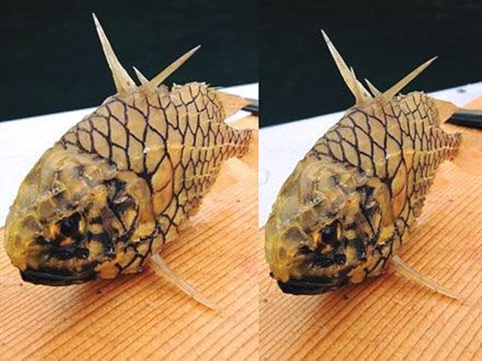 Cá chủ yếu được đánh bắt ngẫu nhiên trong các chuyến ra khơi, chưa thể khai thác với số lượng lớn và hiện cũng chưa được nuôi nhân tạo. Ảnh: Facebook