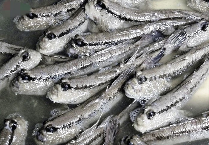 Những người lội rừng không quen, chân đau rã rời do bị gai đâm và vỏ hàu cắt. Ảnh: VOV