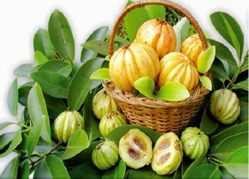 Ngoài quả tươi, người dân còn phơi khô quả bứa để sử dụng quanh năm, giá lên tới 180.000 đồng/kg. Ảnh: Thaoduoc2b