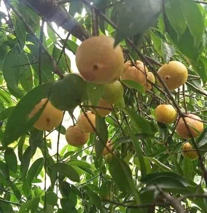 Những năm gần đây, người dân thành phố có xu hướng săn tìm những loại trái cây rừng tự nhiên, không chứa hóa chất. Một trong số đó phải kể đến quả bứa rừng. Ảnh: Internet