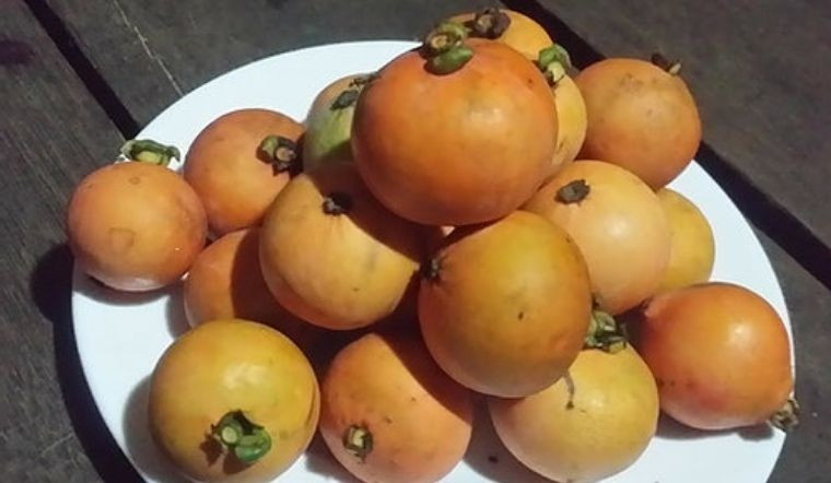 Trái bứa rừng vị chua thanh xen lẫn ngọt dịu, ai từng thử một lần đều khó quên. Ảnh: Internet