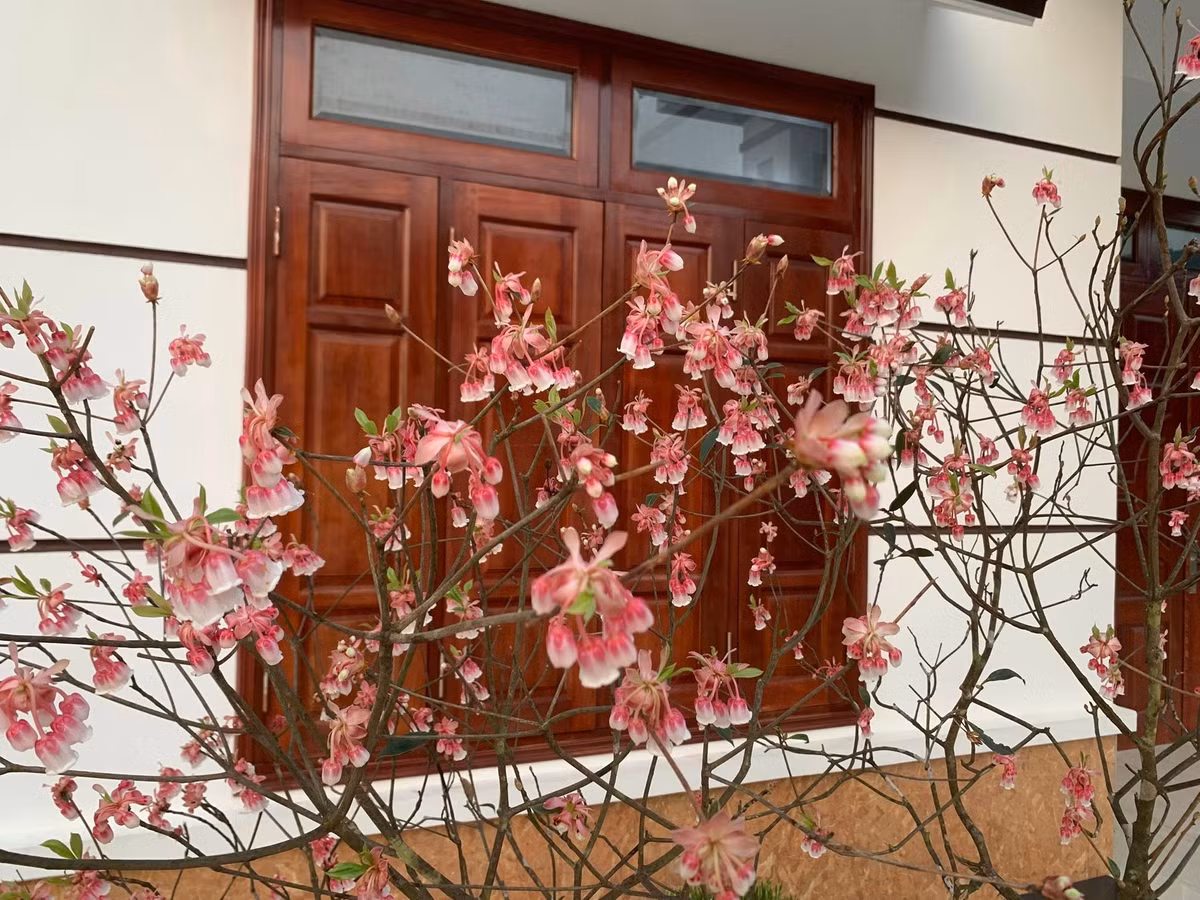 Hoa đào chuông có hình chiếc chuông nhỏ, màu hồng tím trầm. Ảnh: FB Triệu Tiến Ngọc