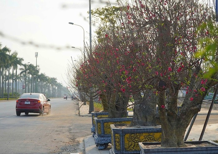 Những gốc đào cổ thụ, thế đẹp giá dao động từ 20 - 30 triệu đồng. Ảnh: Tiền phong