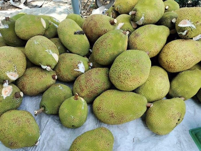 Tháng 6 vừa qua, giá mít tại các tỉnh miền Tây giảm gần như chạm đáy, xuống mức 1.000 đồng/kg, thấp nhất trong vòng gần một thập kỷ qua. Ảnh: Công thương