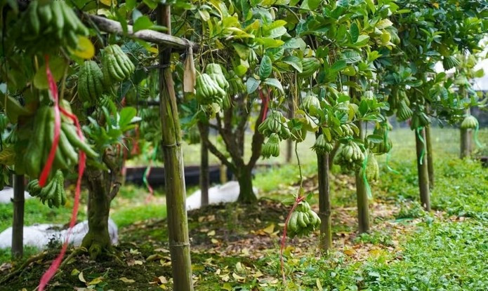 Những cây sống không phát triển được dáng đẹp như mọi năm nên phật thủ mẫu mã đẹp bán Tết năm nay gần như khan hiếm. Ảnh: Báo tin tức