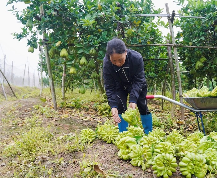 Sau khi hái, phật thủ được lựa chọn kỹ, phân loại theo dáng và kích cỡ trước khi đóng gói, vận chuyển. Ảnh: Công luận