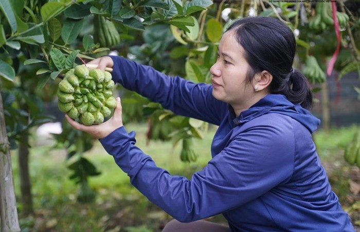 Vì vậy, phật thủ dáng đẹp, đạt tiêu chuẩn trưng bày dịp Tết đã được thương lái tìm đến tận vườn đặt mua từ sớm. Ảnh: Daidoanket