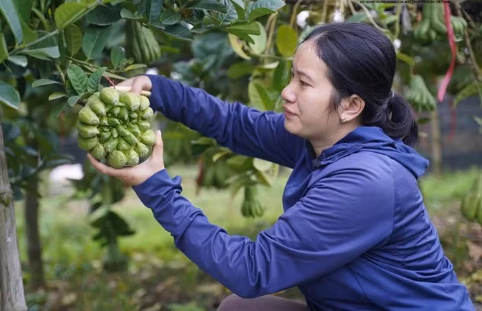 Vì vậy, phật thủ dáng đẹp, đạt tiêu chuẩn trưng bày dịp Tết đã được thương lái tìm đến tận vườn đặt mua từ sớm. Ảnh: Daidoanket
