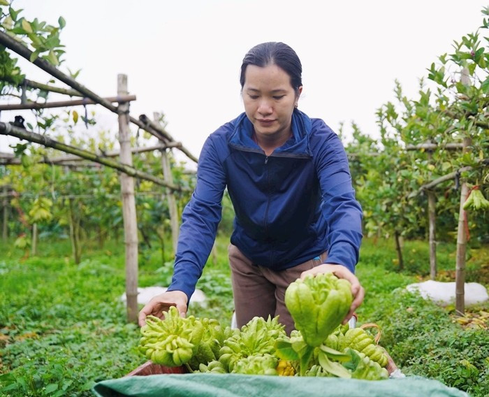 Cận Tết Nguyên đán 2026, làng phật thủ Đắc Sở (Hà Nội) tất bật thu hoạch, đóng gói để cung ứng cho thị trường. Ảnh: Công luận