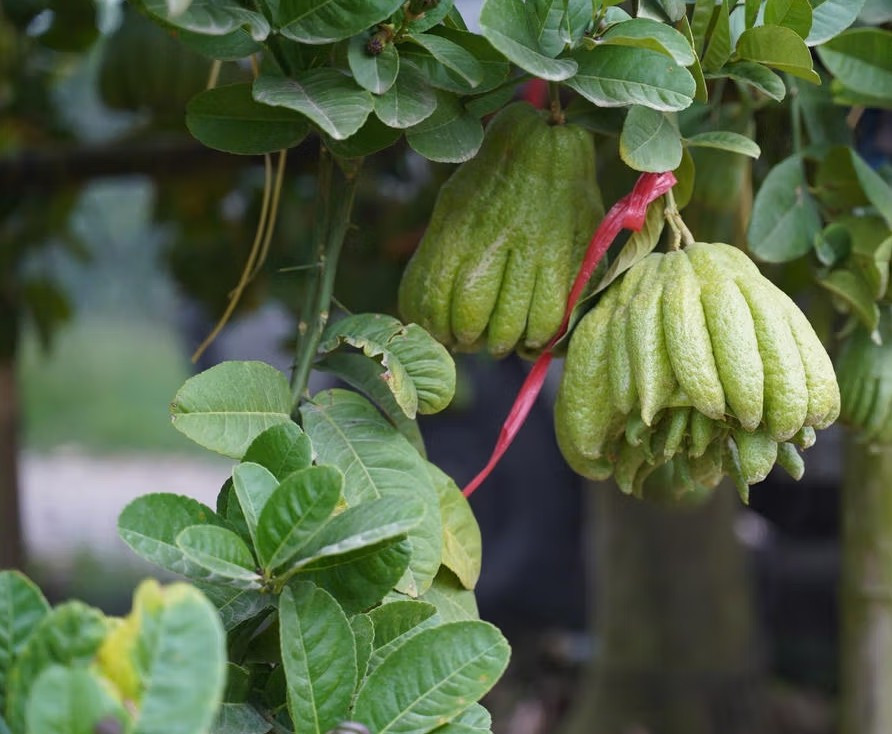 Nhiều quả được buộc dây, đánh dấu ngay trên cây để chờ thu hoạch vào những ngày cận Tết. Ảnh: Daidoanket