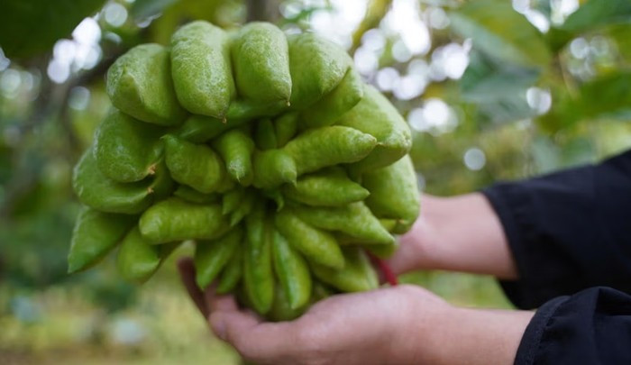 Những quả lớn, ngón xòe đều, dáng đẹp, giá có thể lên tới 1 - 3 triệu đồng/quả. Ảnh: Daidoanket