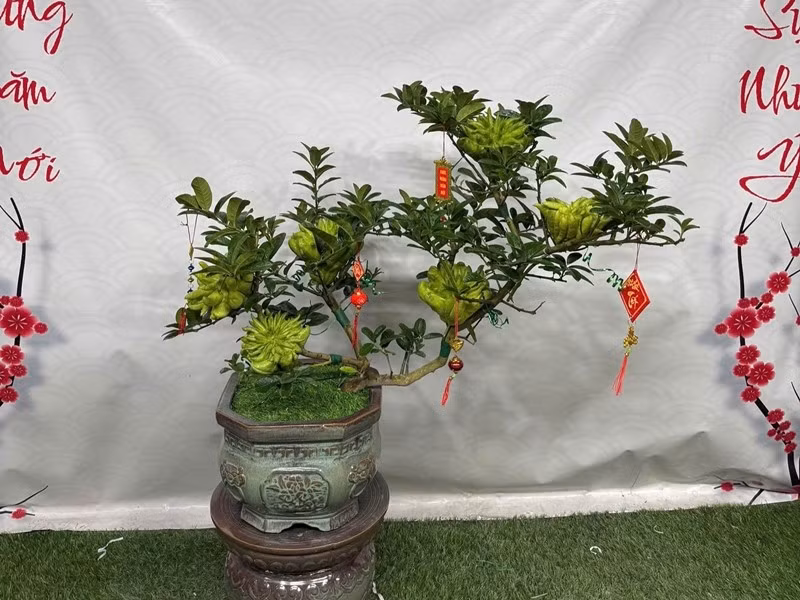 Ngoài bán quả, phật thủ còn được tạo dáng bonsai, đưa vào chậu cảnh, giá trị tăng gấp nhiều lần. Ảnh: Hanoimoi