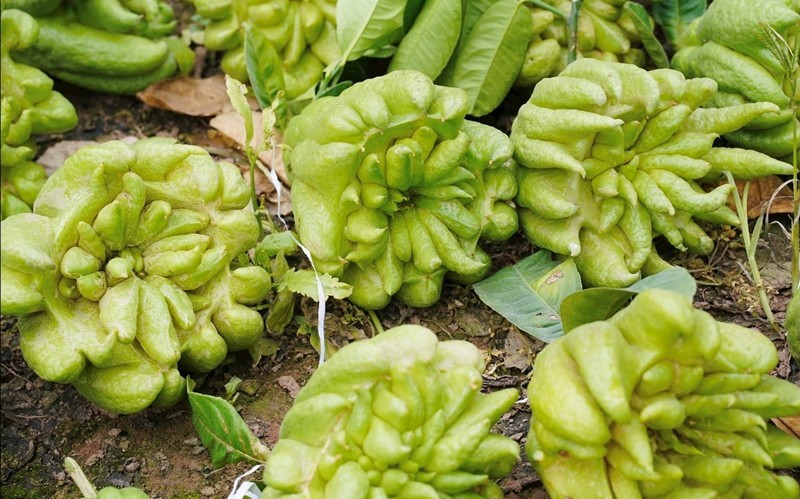 Các đợt bão lớn và mưa lũ kéo dài hồi tháng 9 và tháng 10 khiến nhiều nhà vườn phật thủ bị ngập sâu, hàng trăm cây chết, số còn lại sinh trưởng kém. Ảnh: Công luận