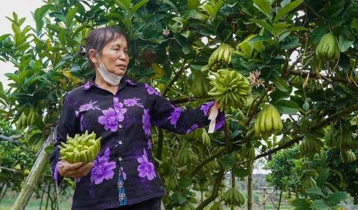 Trên thị trường, giá phật thủ dao động từ 100.000 – 1.000.000 đồng/quả. Ảnh: Báo tin tức