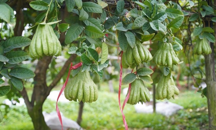 Từ sáng sớm đến chiều muộn, các khu vườn phật thủ ở Đắc Sở (Hà Nội) tấp nập người ra vào. Nhà vườn tranh thủ thu hái, chọn từng quả đạt tiêu chuẩn để kịp giao cho khách đã đặt trước. Ảnh: Daidoanket