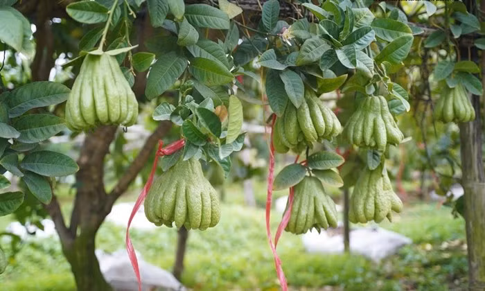 Từ sáng sớm đến chiều muộn, các khu vườn phật thủ ở Đắc Sở (Hà Nội) tấp nập người ra vào. Nhà vườn tranh thủ thu hái, chọn từng quả đạt tiêu chuẩn để kịp giao cho khách đã đặt trước. Ảnh: Daidoanket