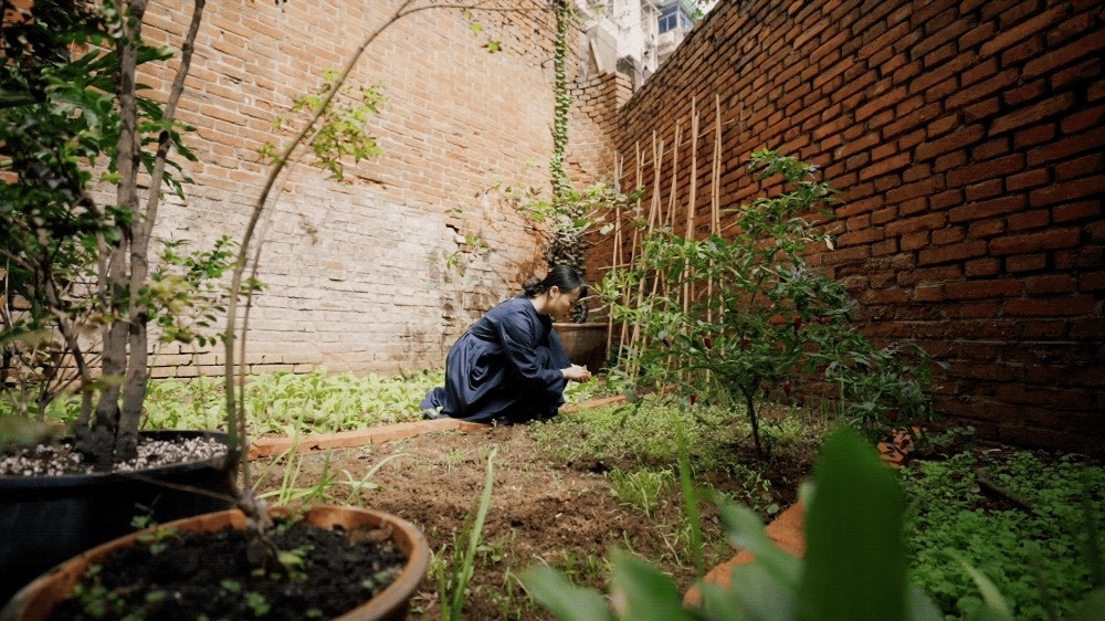 Khu vườn trồng nhiều rau và cây xanh. Ảnh: Weibo