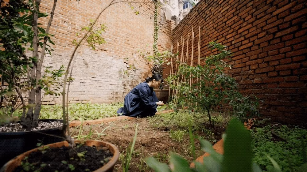 Khu vườn trồng nhiều rau và cây xanh. Ảnh: Weibo